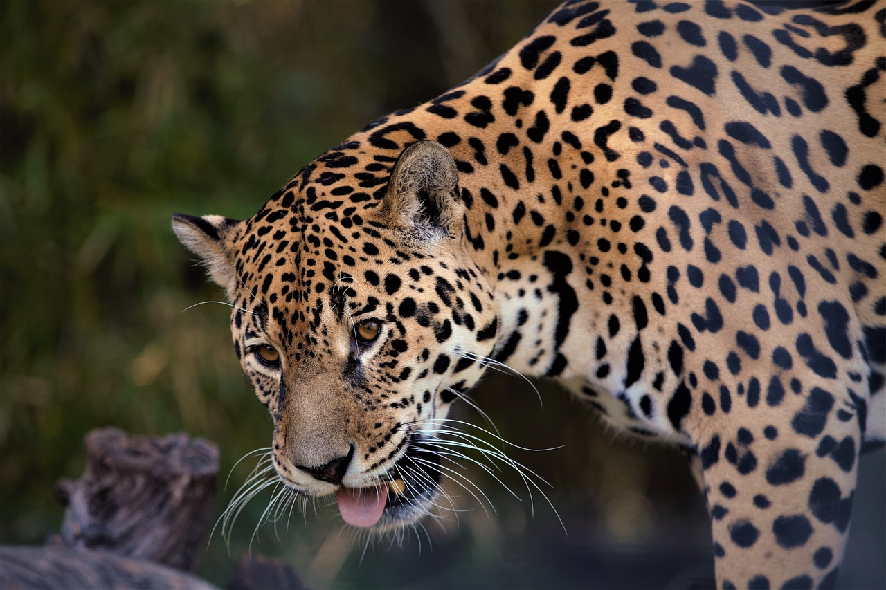 The Role of Biodiversity in Eco-Friendly Gardening